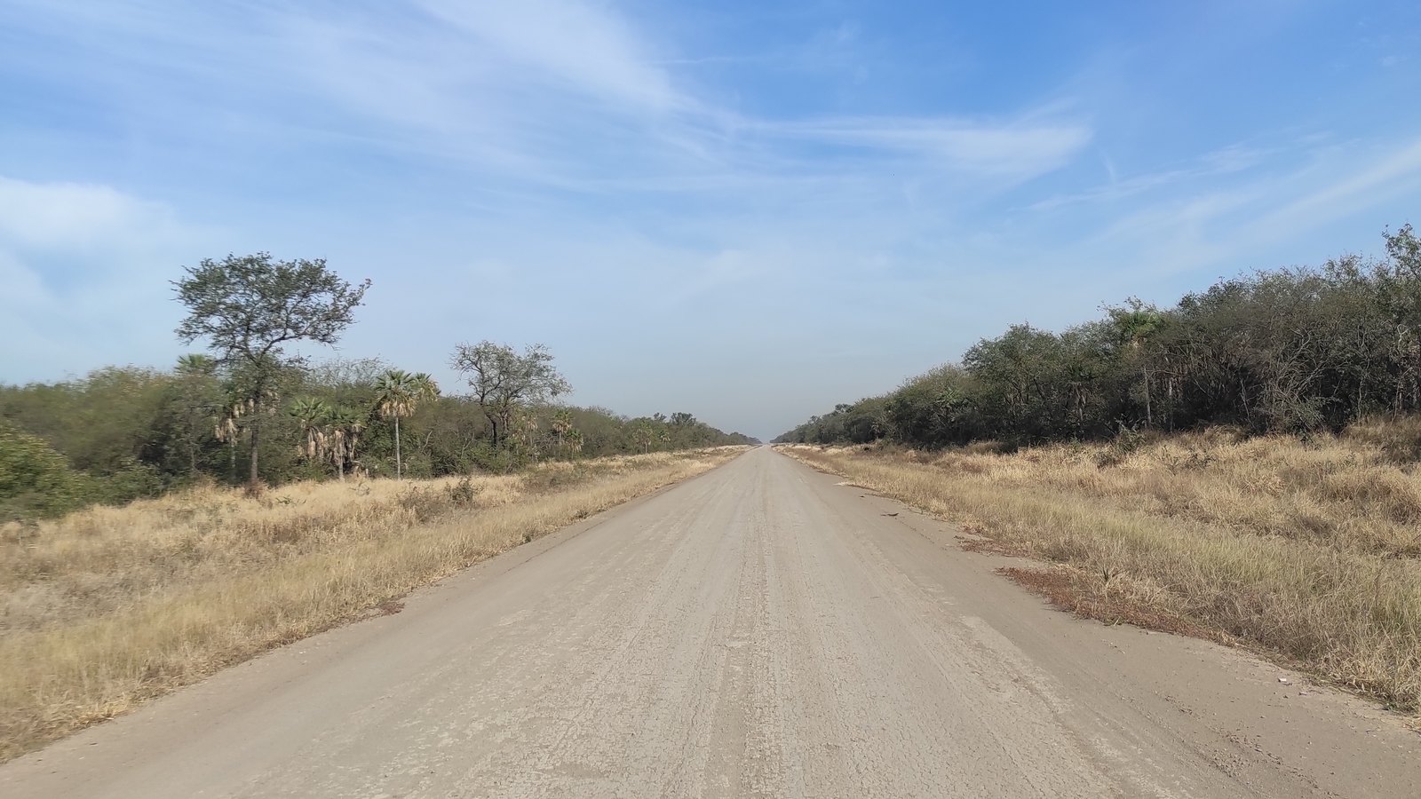 Camino sobre terraplén en el bajo Chaco paraguayo, con palmares a ambos lados